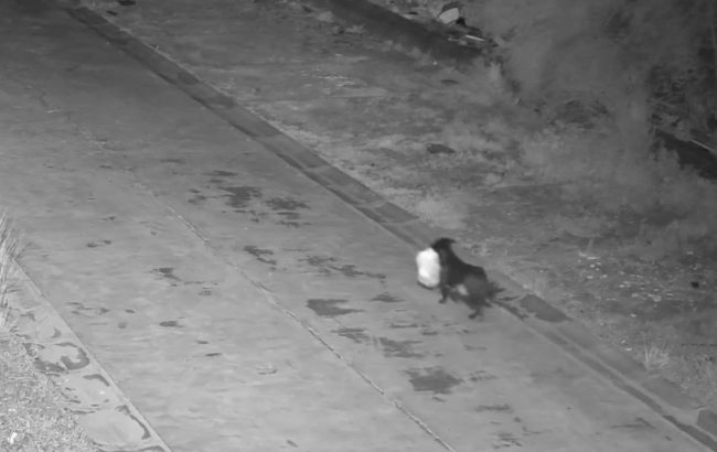 Catania, il cane che “getta” l’immondizia in strada: per il Comune è stato addestrato – VIDEO