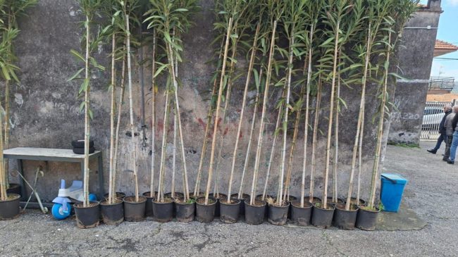 Continuano i lavori per ripristinare Stazzo dopo il ciclone Harry: piantati 35 alberi sul lungomare