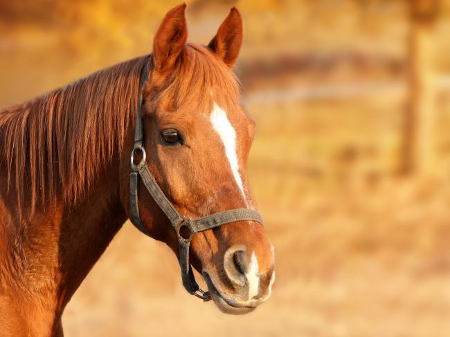 Stop alla carne di cavallo: che ne pensano i catanesi? – Il sondaggio