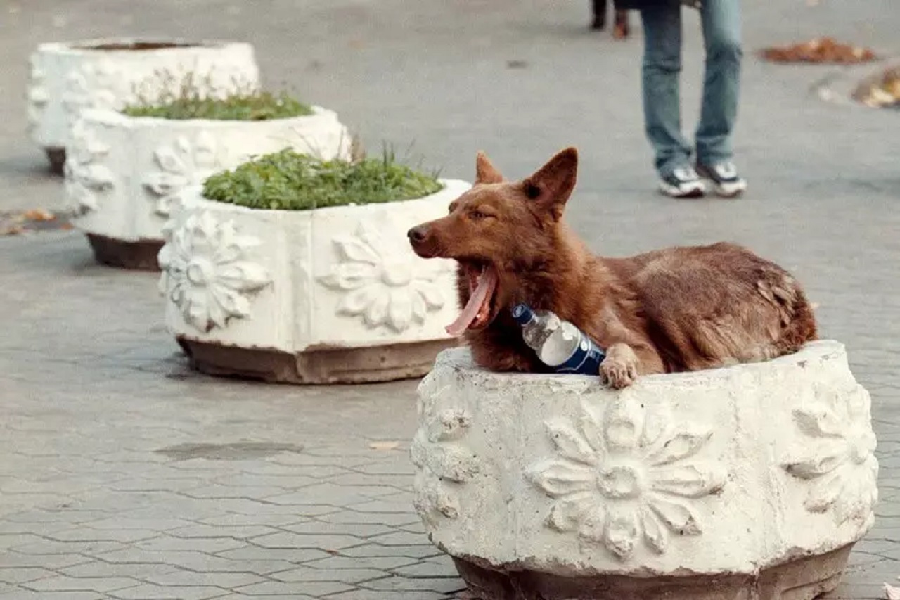 No a nuovi canili, la critica del comitato “Addio Randagismo” No a nuovi canili, la critica del comitato “Addio Randagismo”