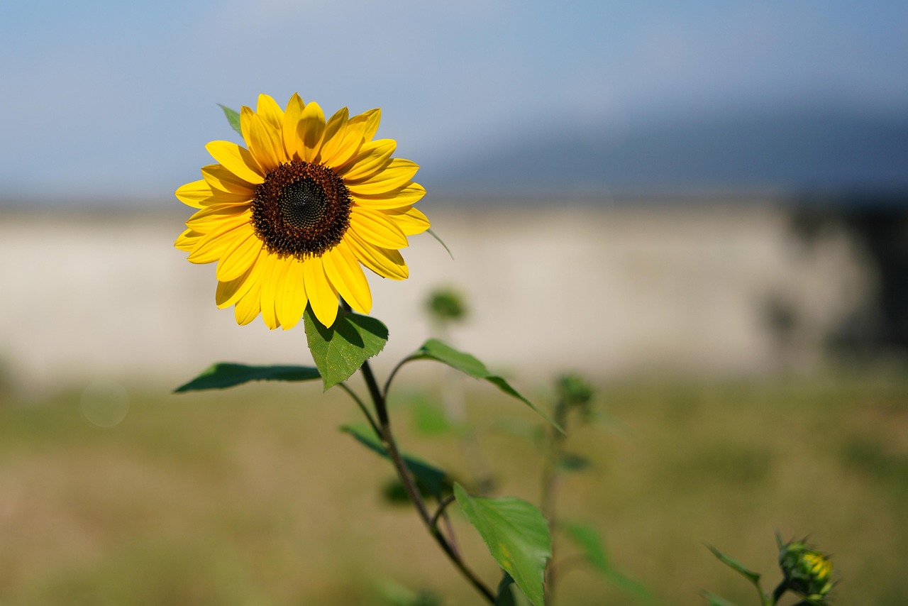 Meteo Sicilia, torna a splendere il sole sull’Isola: le previsioni per domani