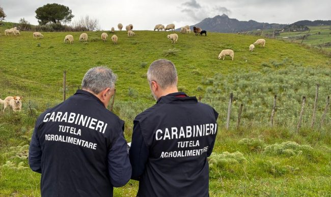 Truffa sui fondi europei per l’allevamento: sequestro da quasi un milione e mezzo fra Messina ed Enna