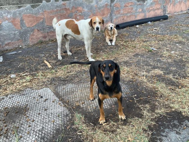 Randagismo nella zona industriale di Catania, le associazioni animaliste: “Escluse dal tavolo, così non si risolve il problema”