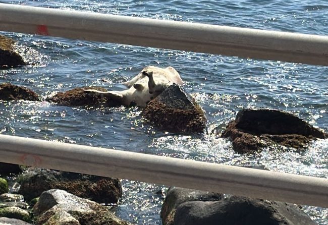 Aci Castello, macabro avvistamento in mare: carcassa di un bue raggiunge la riva