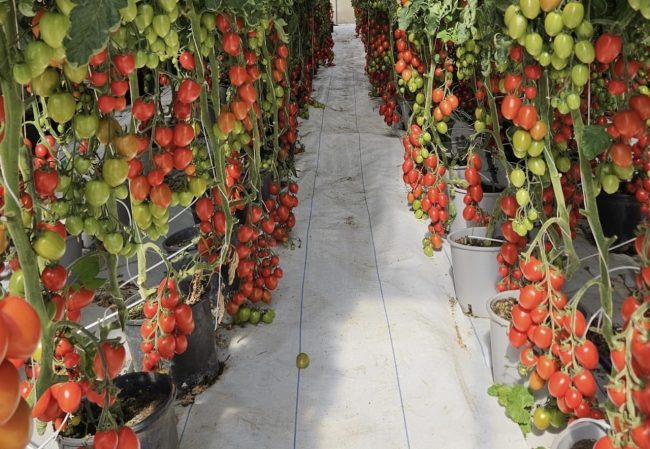 Miliardi di fatturato, ma poca innovazione. Gap agricoltura in Sicilia