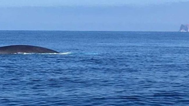 Balenottere “fanno visita” a Lampedusa. Le loro danze ammaliano gli abitanti