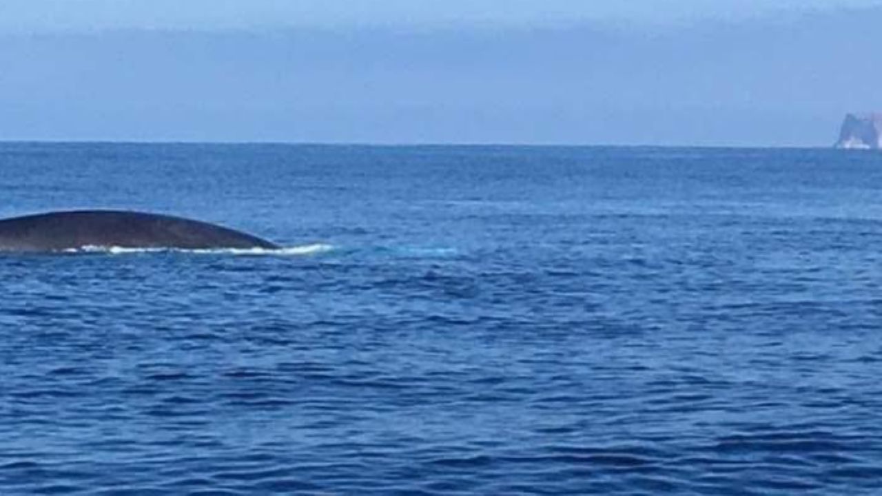 Balenottere “fanno visita” a Lampedusa. Le loro danze ammaliano gli abitanti Balenottere “fanno visita” a Lampedusa. Le loro danze ammaliano gli abitanti