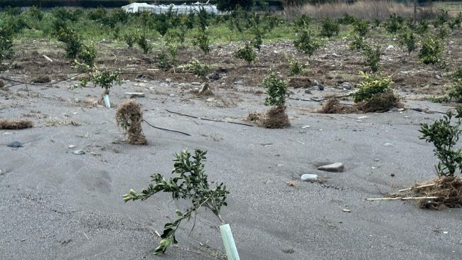 Agrumicoltura catanese “in ginocchio”, l’appello di Confagricoltura: “Siamo sull’orlo del precipizio”