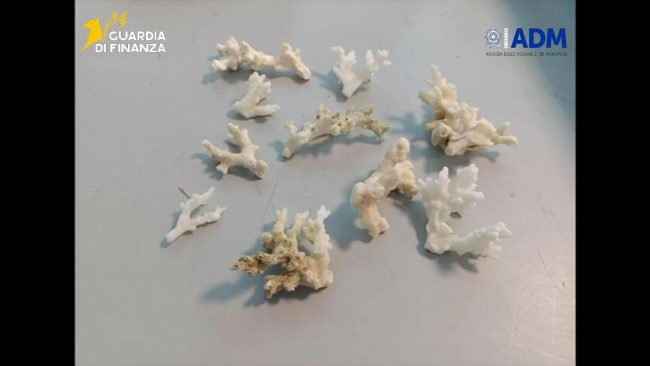 Palermo, 13 esemplari di corallo a rischio estinzione nei bagagli: sequestri all’aeroporto Falcone-Borsellino