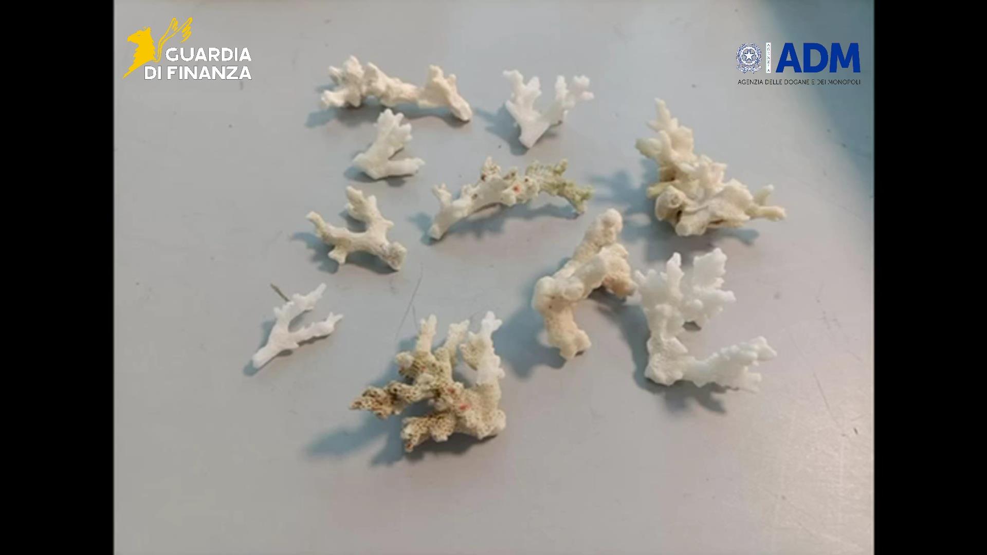 Palermo, 13 esemplari di corallo a rischio estinzione nei bagagli: sequestri all’aeroporto Falcone-Borsellino