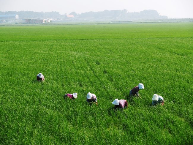 Lavoratori agricoli stagionali, quasi 8 milioni alla Sicilia per alloggi dignitosi: firmata la convenzione