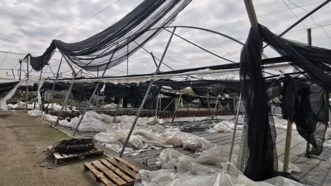 Agricoltura e florovivaismo siciliani messi in ginocchio dal maltempo. Disastri alla Piana di Catania
