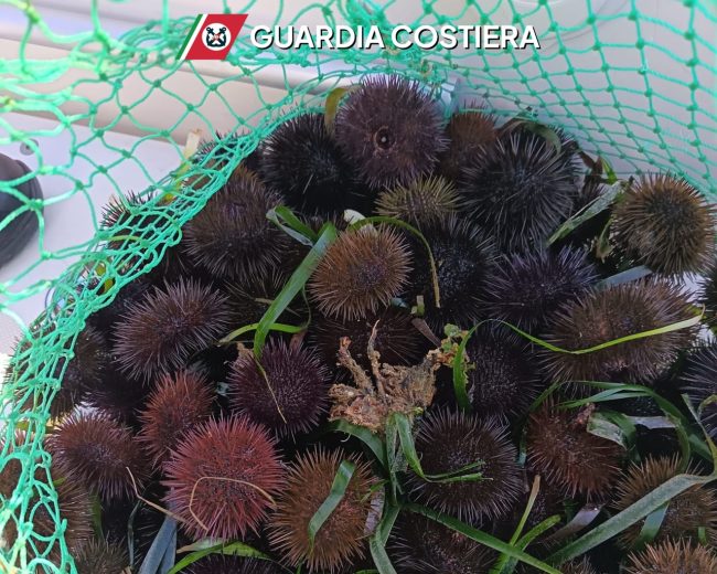 Trapani, 500 ricci di mare sequestrati: pescati oltre i limiti, scatta multa da 2mila euro