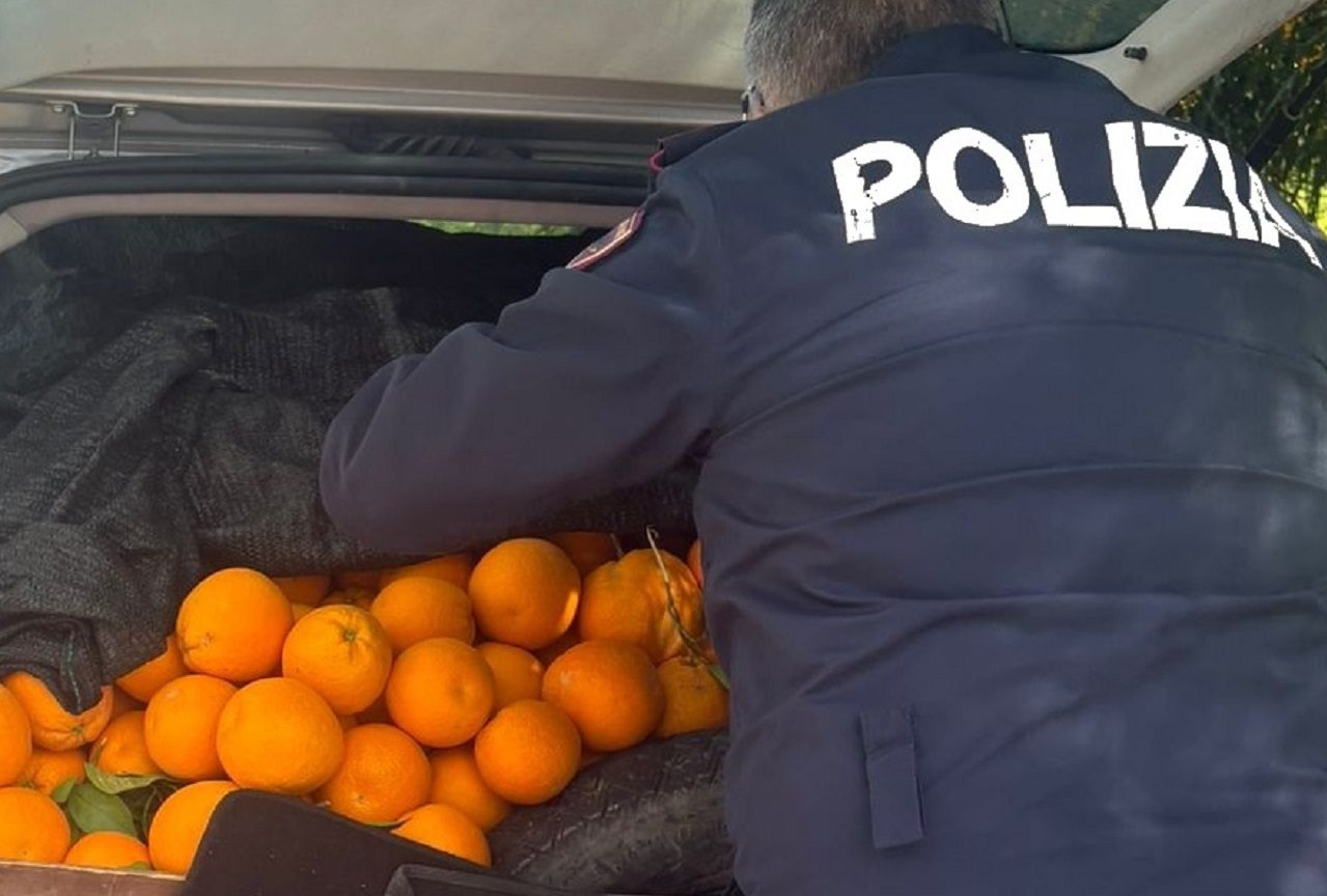 Furto di arance a Lentini: 3 denunce Furto di arance a Lentini: 3 denunce