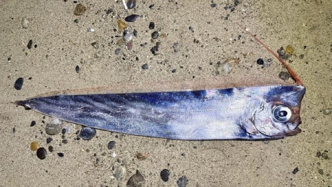 Rinvenuto un esemplare di pesce rarissimo lungo le coste Messinese, già operativo un team di ricerca