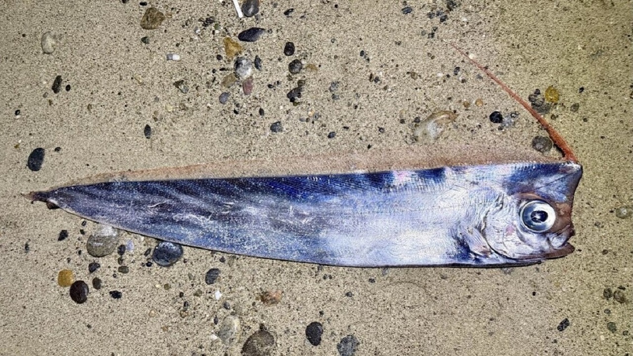 Rinvenuto un esemplare di pesce rarissimo lungo le coste Messinese, già operativo un team di ricerca Rinvenuto un esemplare di pesce rarissimo lungo le coste Messinese, già operativo un team di ricerca