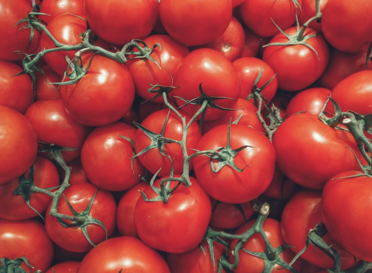 Sicilia, la Cassazione conferma la responsabilità per riproduzione illegale di varietà vegetali protette