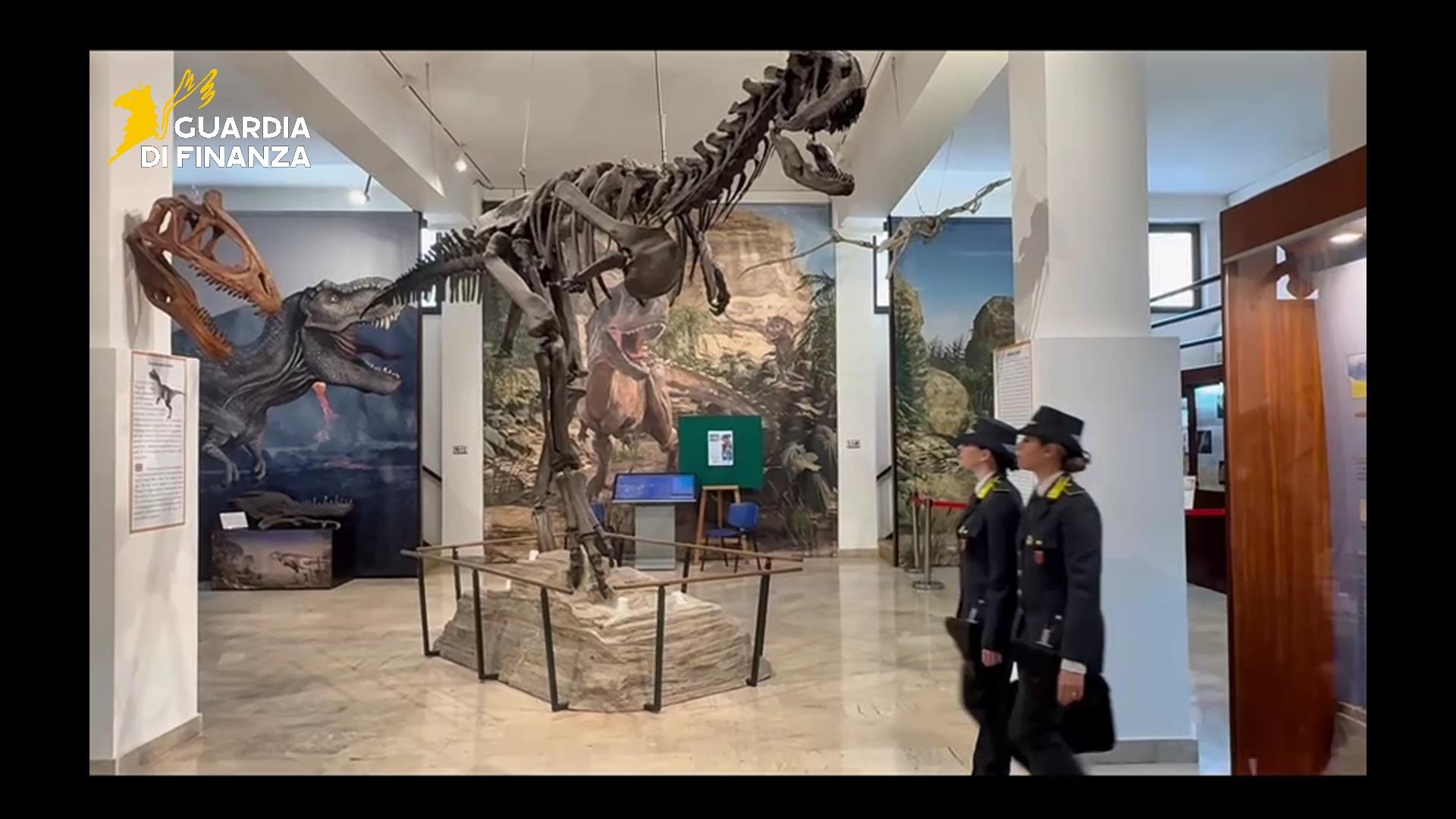 Traffico illecito di fossili, maxi sequestro a Palermo: reperti affidati al Museo Gemmellaro