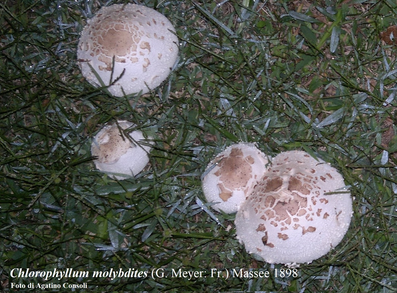 Funghi, torna operativo l’ispettorato micologico Asp: controlli gratuiti e allerta sulle specie velenose