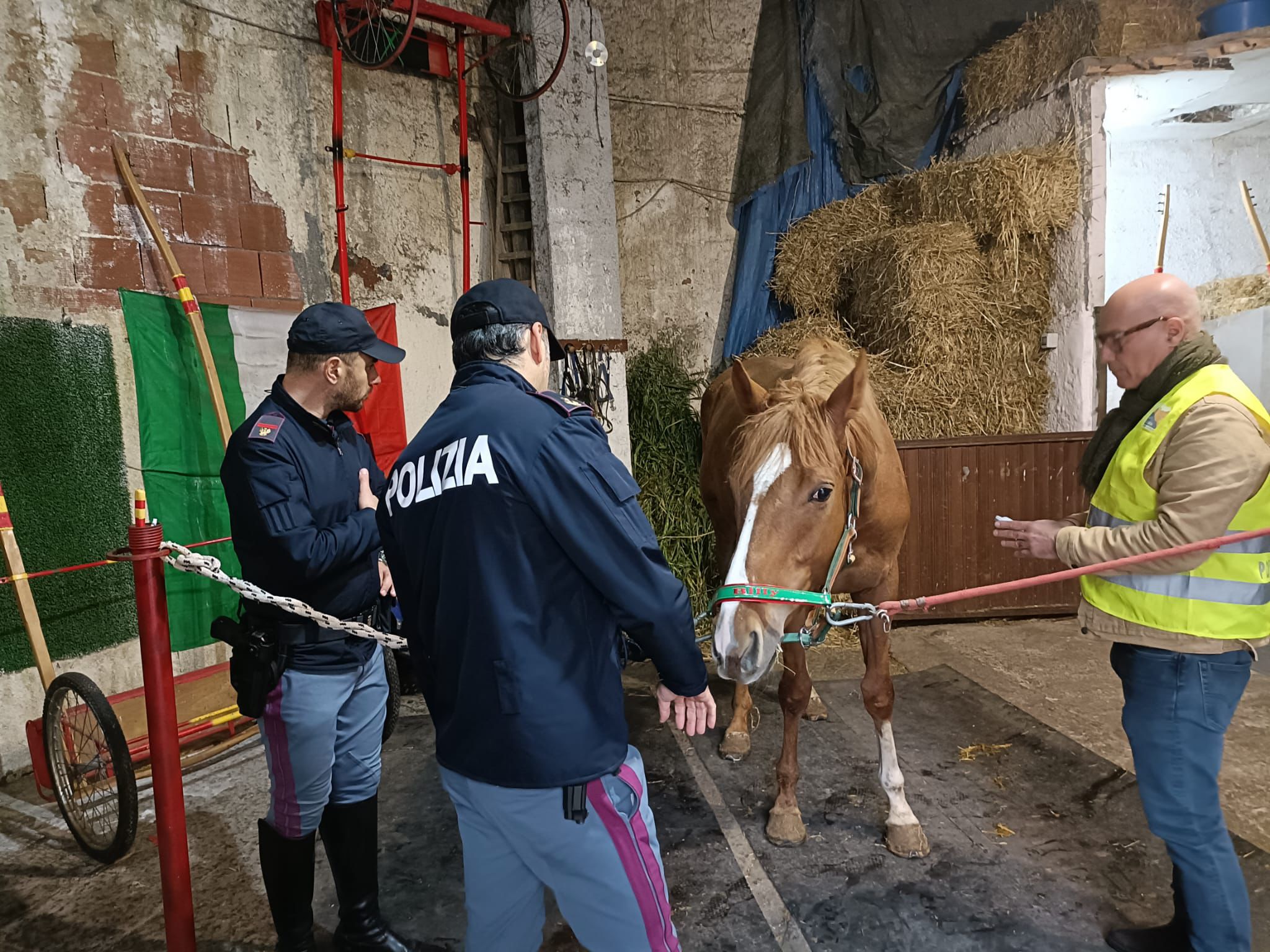 Nuova vita per i cavalli maltrattati a San Cristoforo