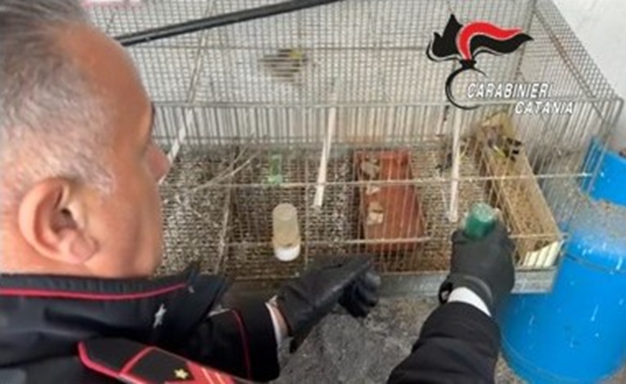 Controlli ad Acireale tra fauna protetta e refurtiva: scattano quattro denunce
