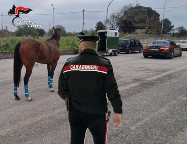 Camporotondo etneo, allenavano un cavallo per delle gare clandestine: 4 denunce