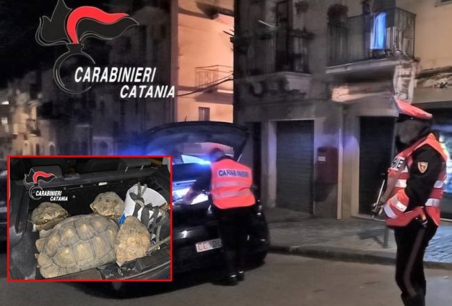 Motta Sant’Anastasia, furto di tartarughe e attrezzi da scasso: due denunciati dai Carabinieri