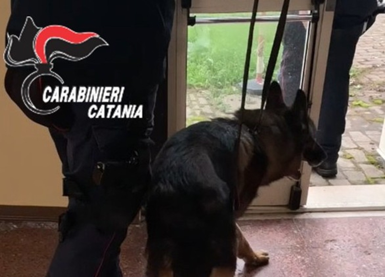 Droga nascosta tra scuola e cortile: controlli dei carabinieri con il cane antidroga nel Catanese