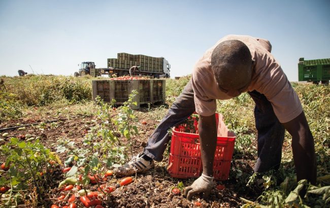 Agricoltura, in Sicilia graduatorie provvisorie per due bandi da 98 milioni di euro
