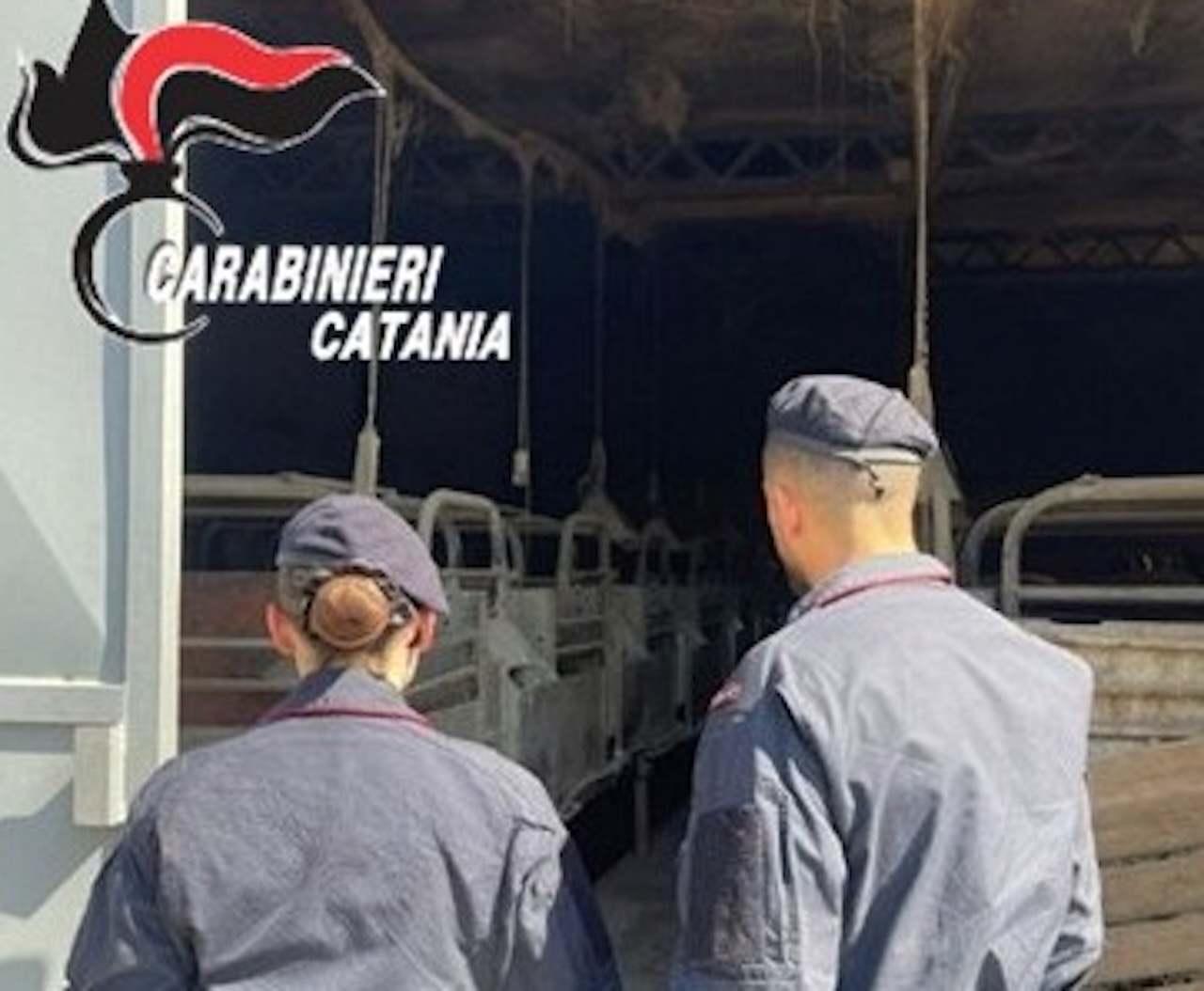 Irregolarità in un allevamento a Giarre: nei guai una 79enne