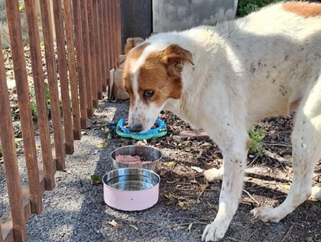 Bagheria, il cane randagio “Kart” ritorna in libertà dopo l’incidente stradale