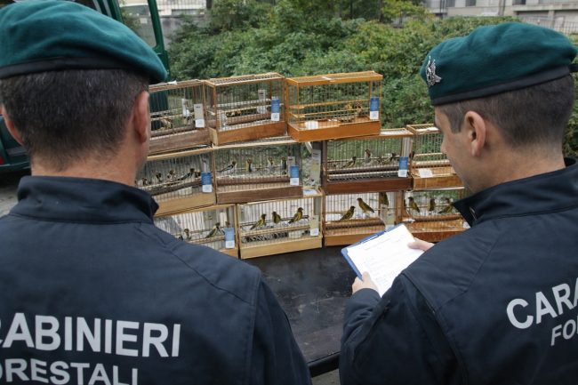 Avifauna protetta, controlli nel Palermitano: due denunce e 23 esemplari sequestrati