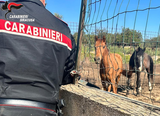 Controlli su benessere animale e tracciabilità: sanzioni per oltre 25mila euro, denunciata una 50enne a Noto