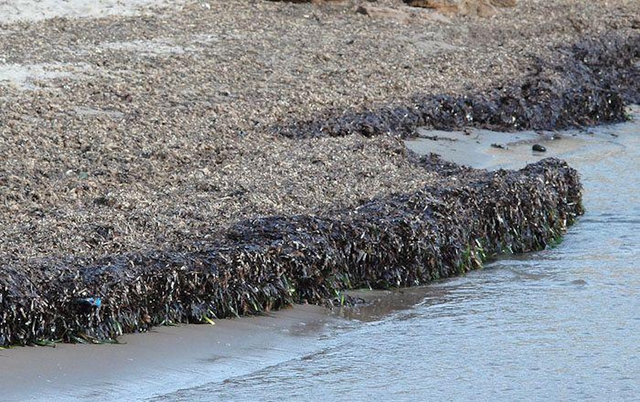 Posidonia a Menfi, sopralluogo della Regione: “Accelerare per ridurre i disagi”