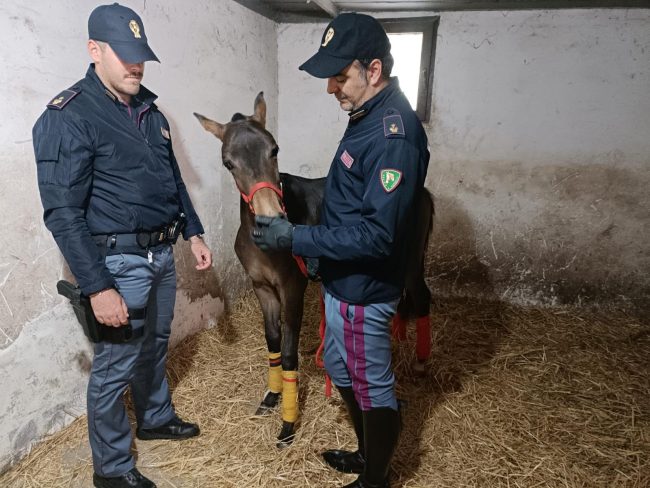 Catania, scoperta stalla abusiva al Villaggio Sant’Agata: cavallo senza microchip sotto vincolo sanitario