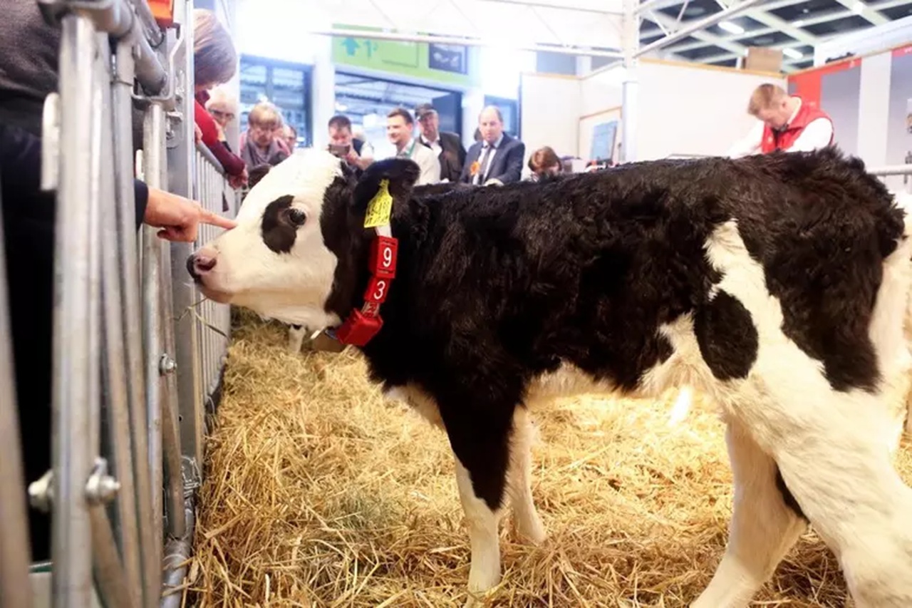 Vitello vivo in palio alla lotteria: scoppia la polemica, animalisti contro l’iniziativa