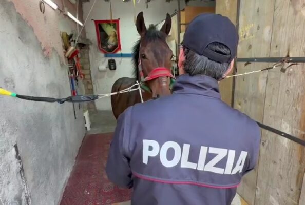 Gare illegali tra cavalli lungo le strade di Palagonia: due denunce
