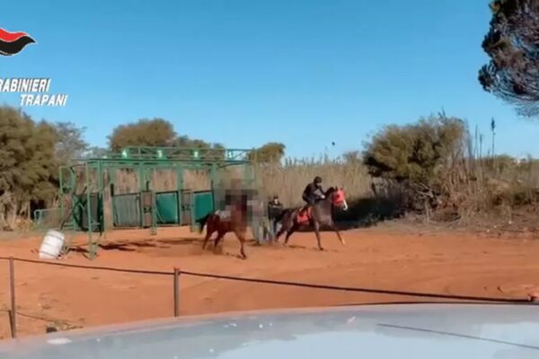 Corse clandestine di cavalli nel Trapanese, cinque misure cautelari