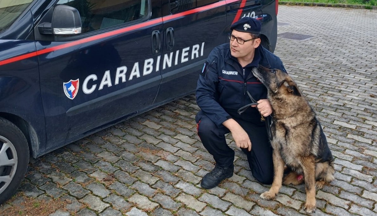 Palermo saluta Ron, il cane antidroga dei carabinieri va “in pensione”