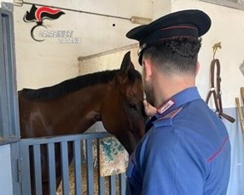 Librino, controlli dei carabinieri in un allevamento di cavalli: multe e gravi irregolarità