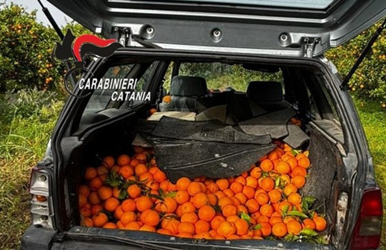 Catanesi in trasferta nelle campagne di Mineo rubano 500 kg di arance