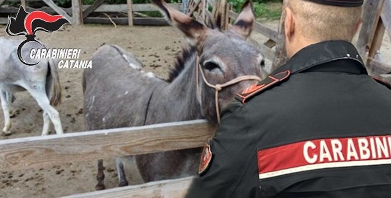Rubano due asinelli, ma vengono scoperti: denunciati due uomini nel Catanese