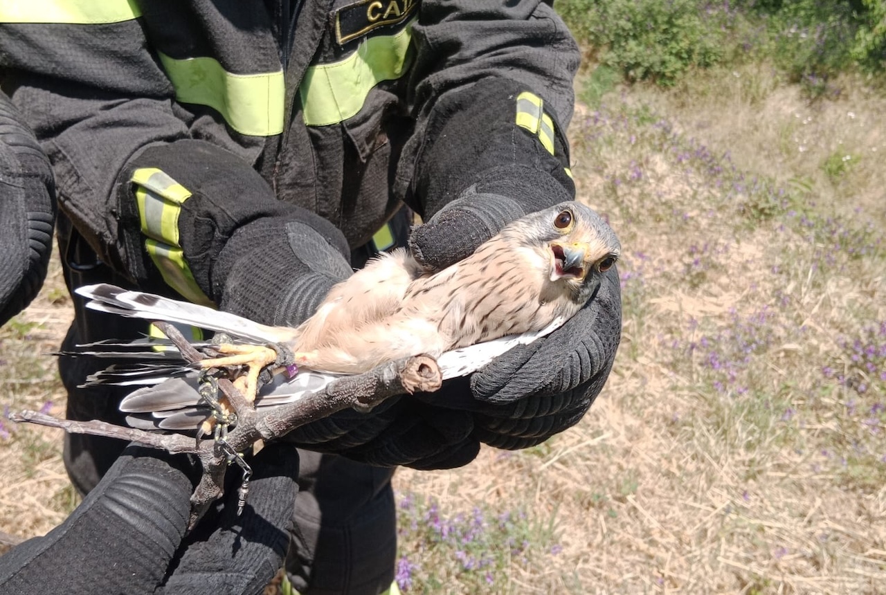 Milo, salvato un rapace impigliato a un albero
