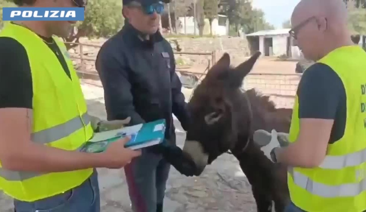 Fattoria abusiva scoperta a Catania: animali senza microchip e sanzioni per oltre 30mila euro