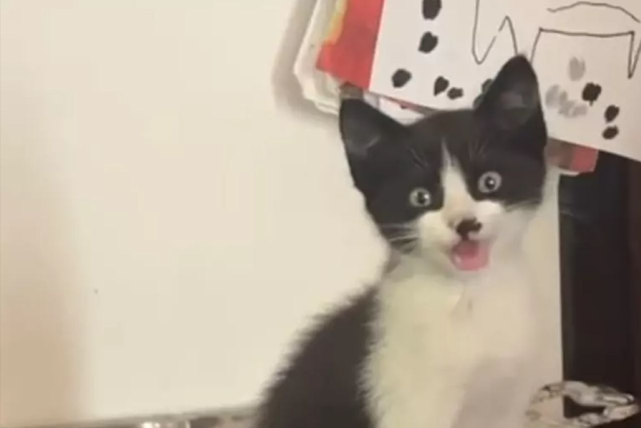 Il curioso viaggio di Adolf, il gattino rimasto intrappolato nel vano motore di un’auto