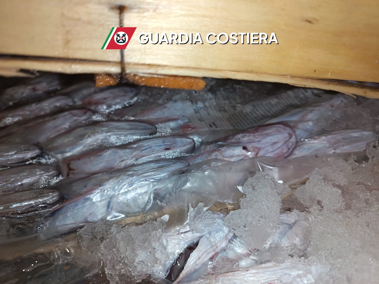Sequestrate due tonnellate di tonno rosso a San Vito Lo Capo