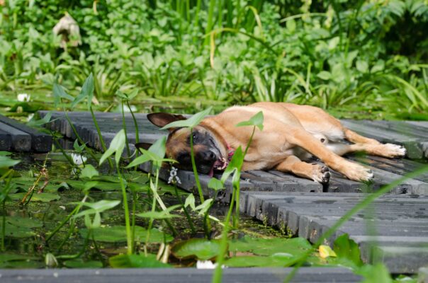Estate e tutela degli animali, l’appello di ANTA Onlus Sicilia: “Più attenzione a randagi e cani di proprietà”