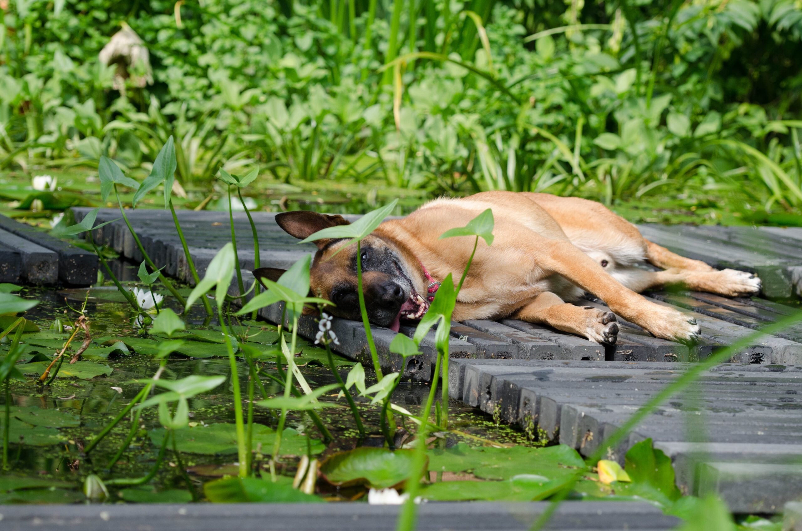 Estate e tutela degli animali, l’appello di ANTA Onlus Sicilia: “Più attenzione a randagi e cani di proprietà”