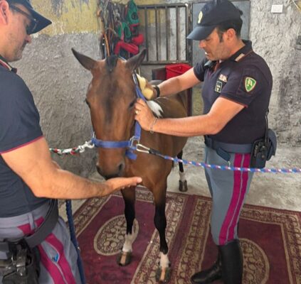 Scoperta stalla abusiva nel quartiere San Cristoforo di Catania: salvato pony e denunciato 42enne