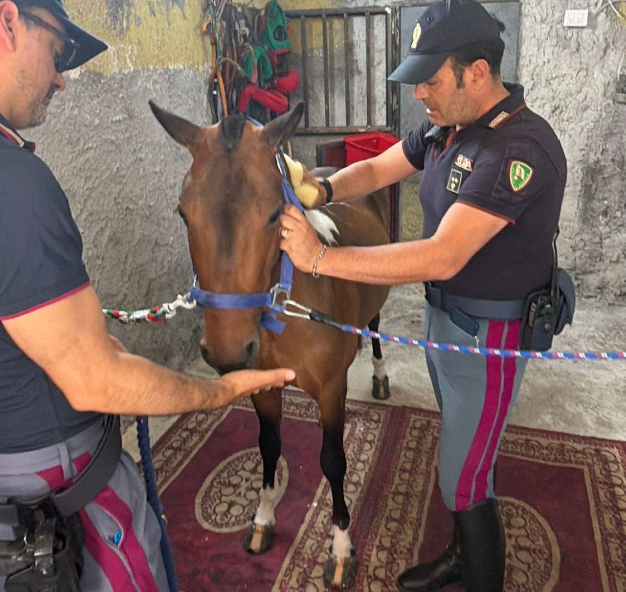 Scoperta stalla abusiva nel quartiere San Cristoforo di Catania: salvato pony e denunciato 42enne